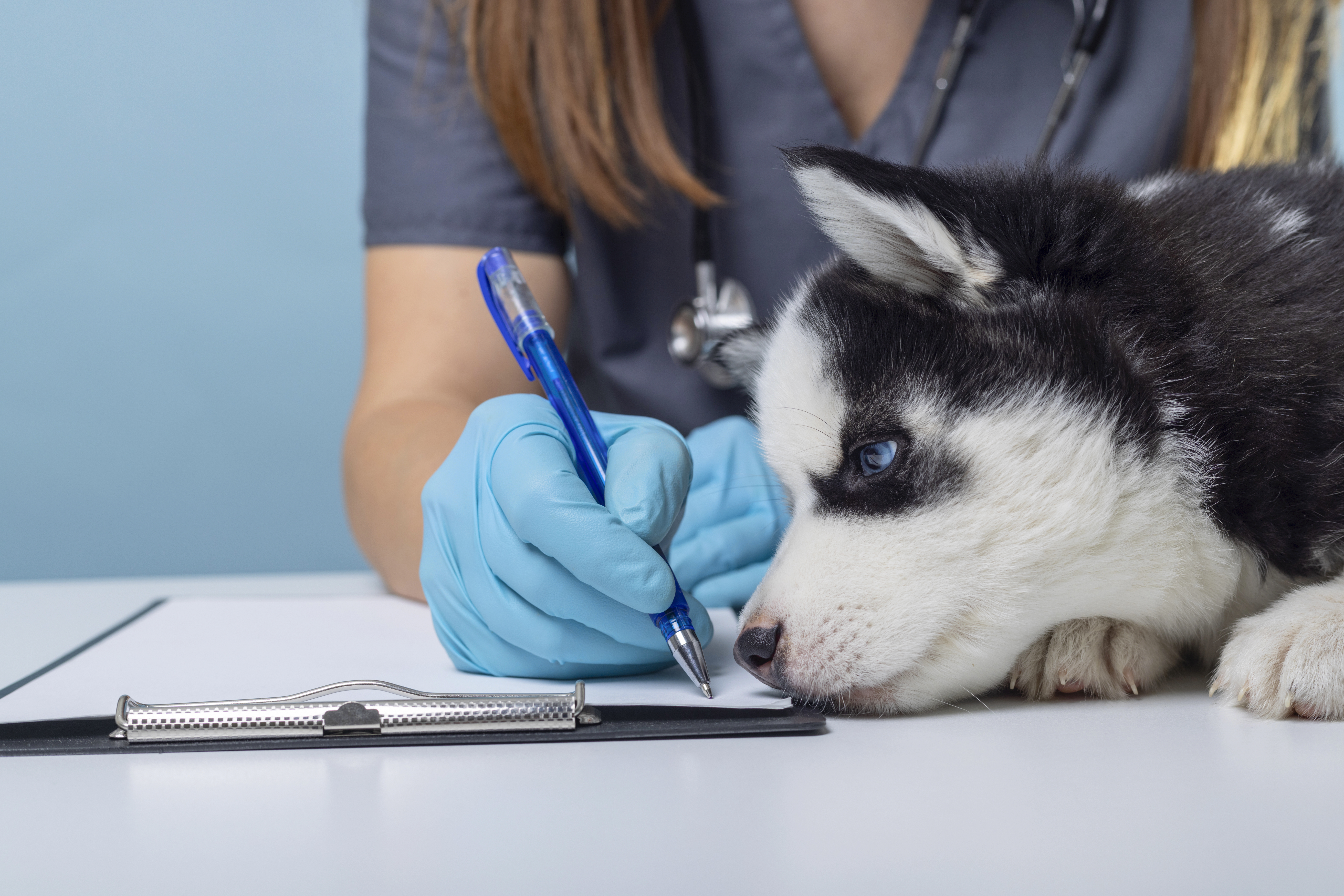 Preventive Veterinary Care to Help Reduce Medical Emergencies
