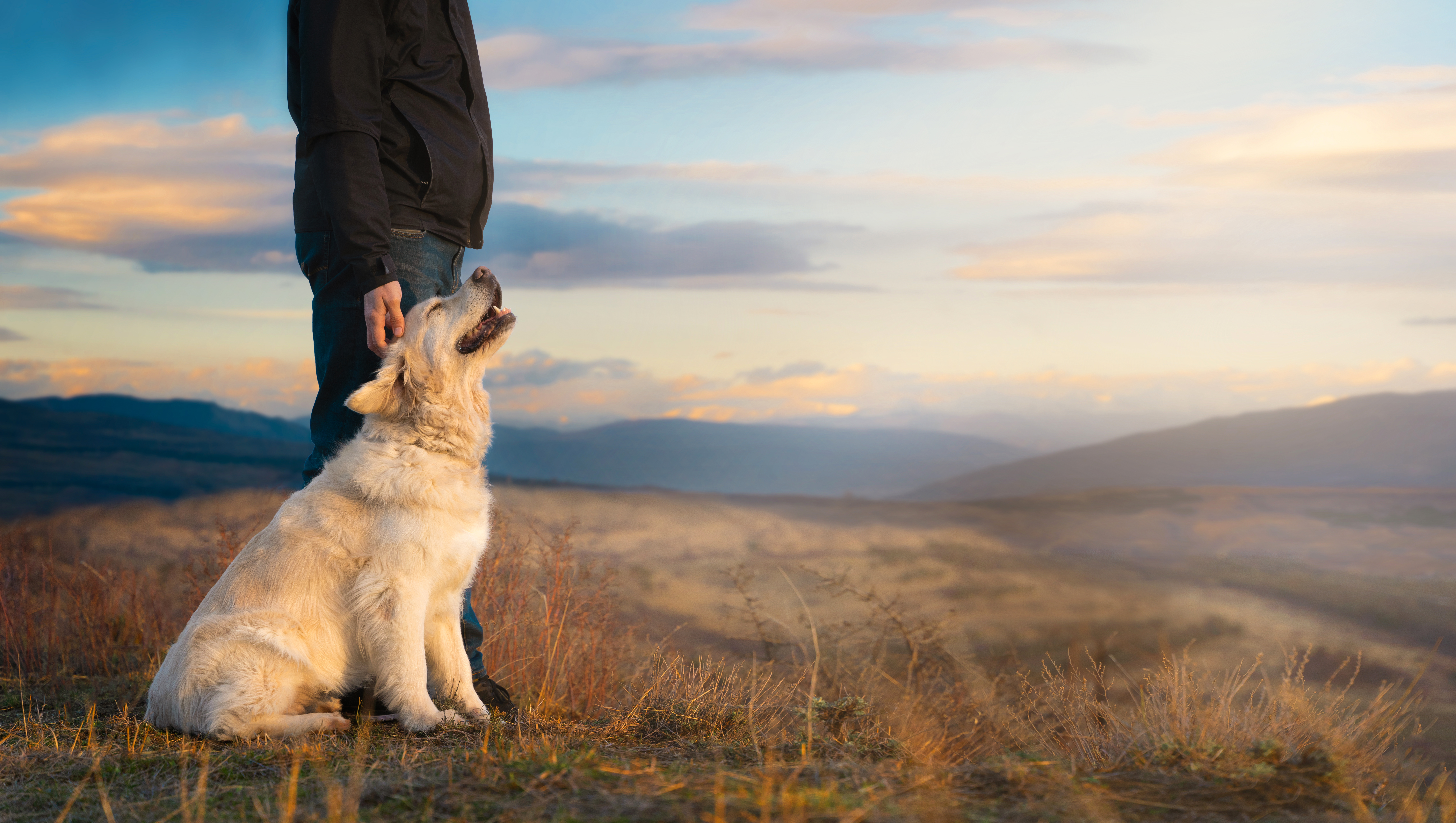 Hiking With Your Dog in the Pacific Northwest: A Vet’s Safety Guide