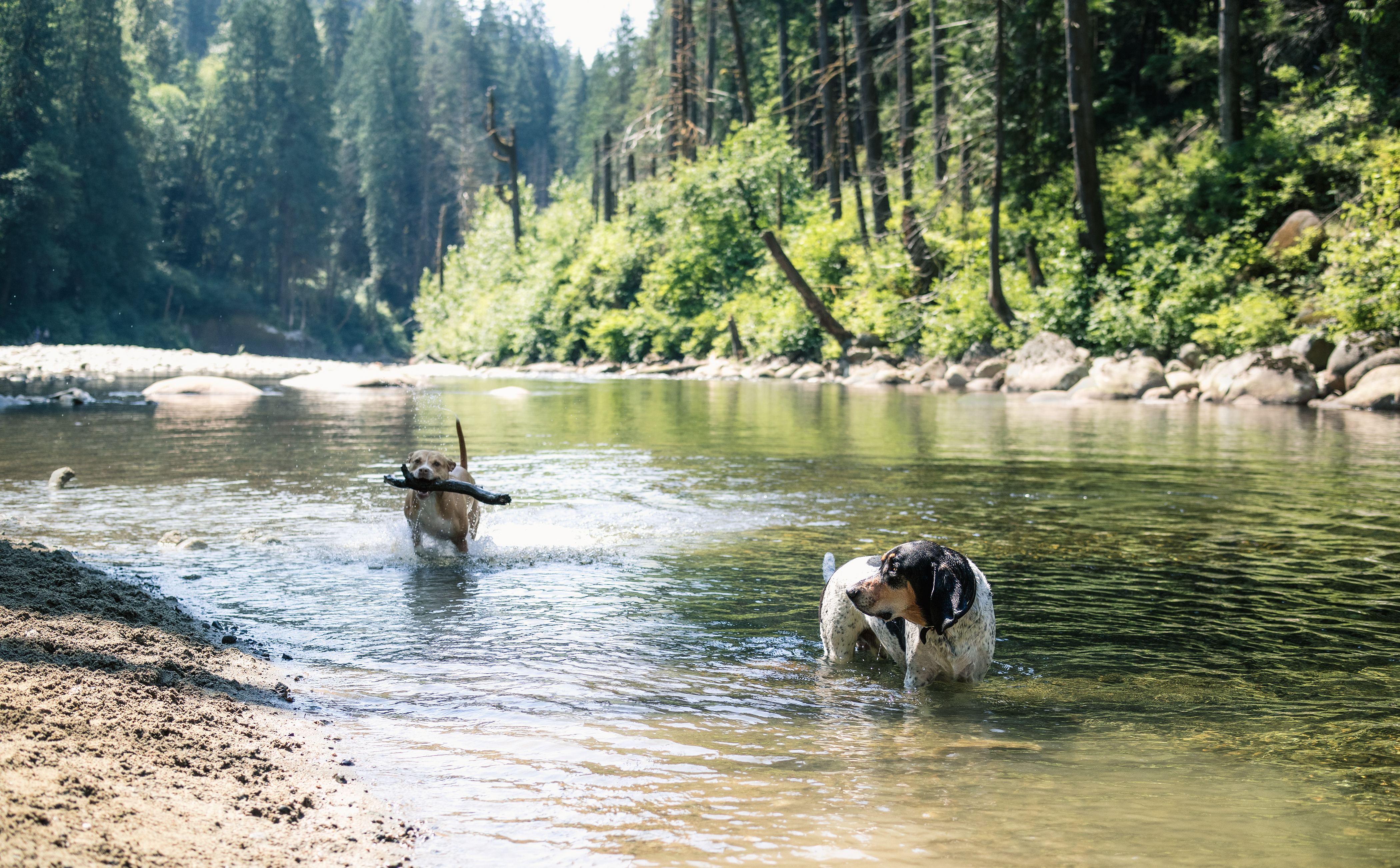 Is It Safe for My Dog to Swim? Lakes, Rivers, and Puget Sound Pet Safety