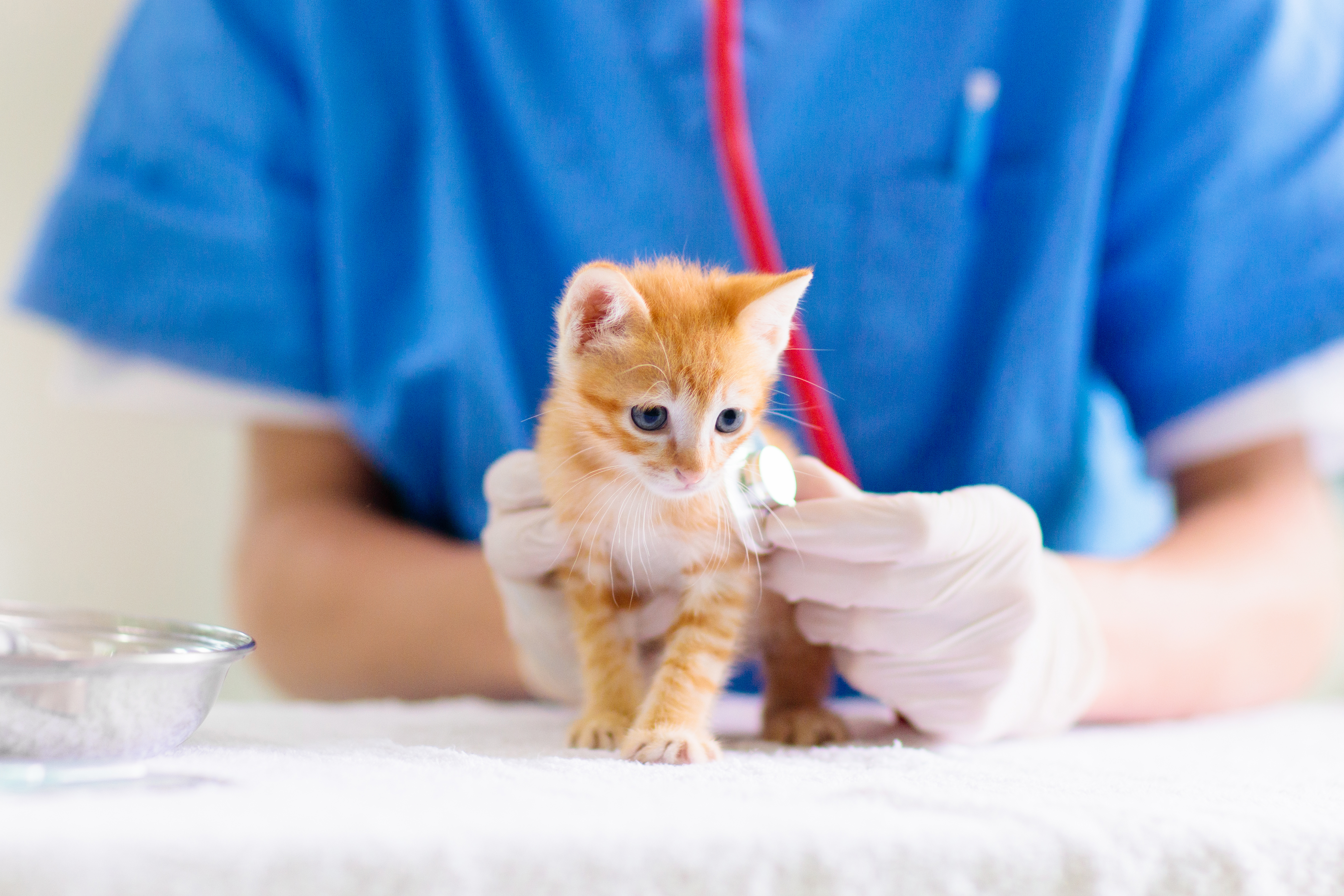What to Know About Your Kitten's First Year