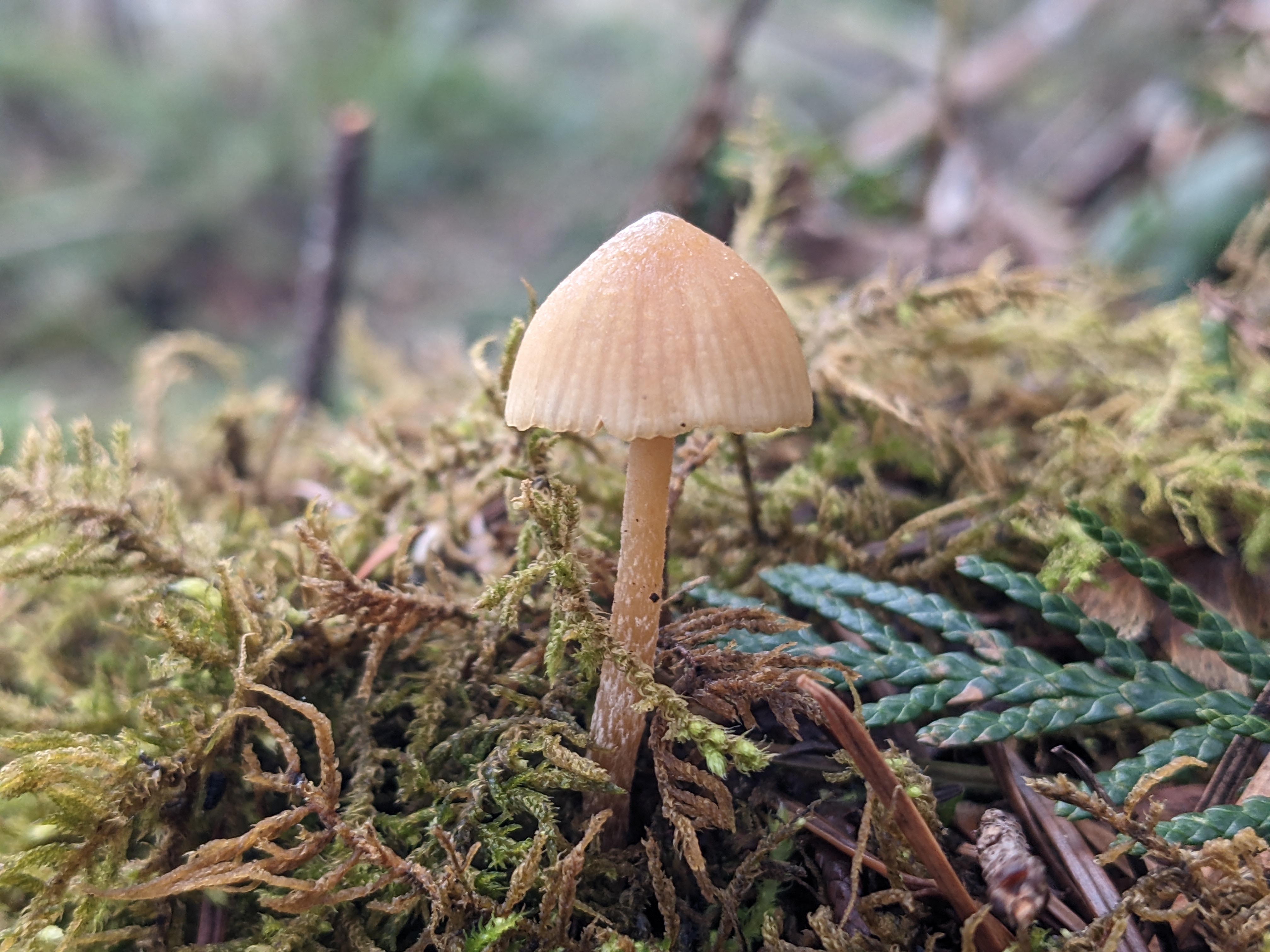 Mushroom Poisoning in Dogs: What PNW Pet Parents Need to Know
