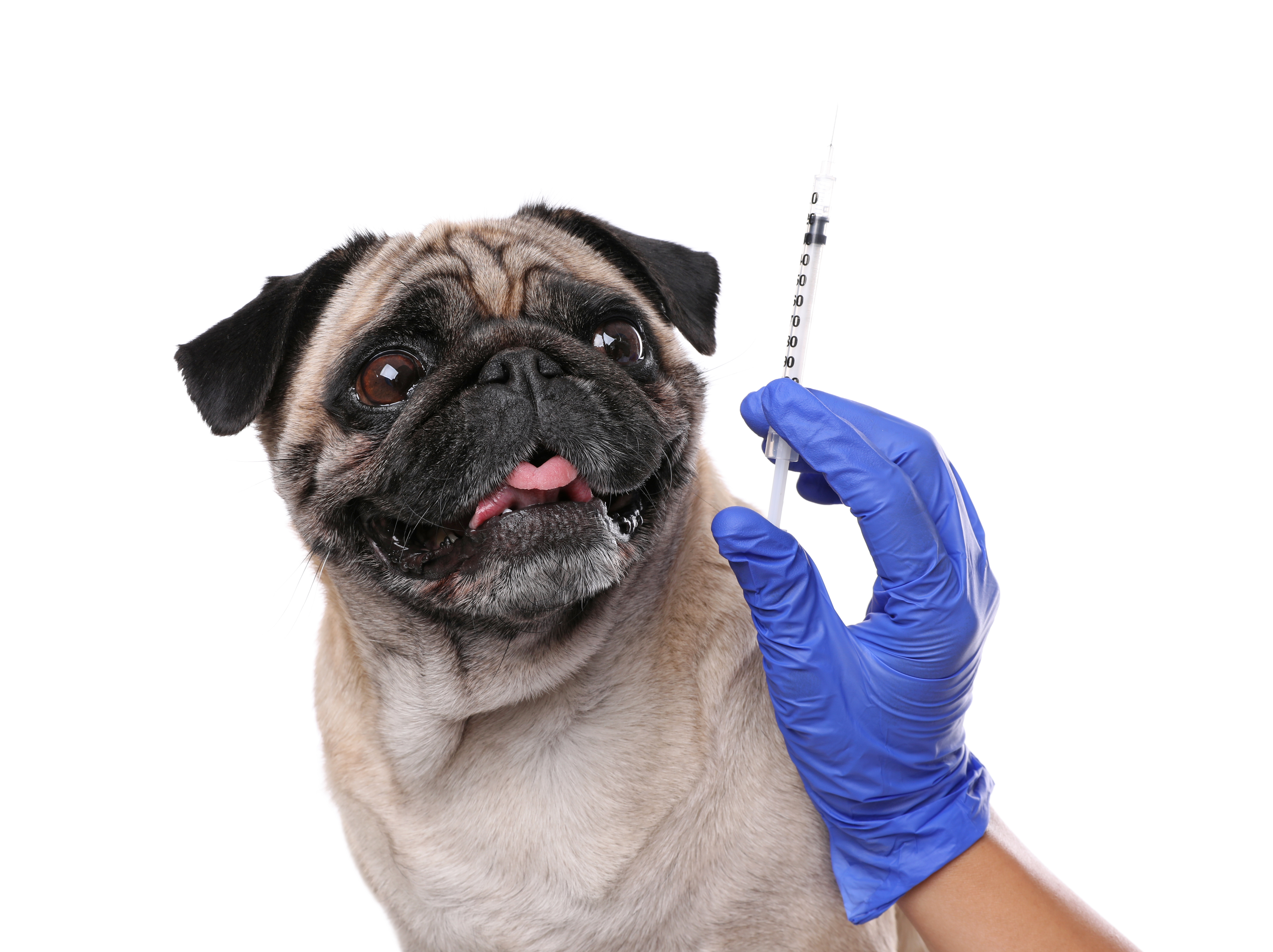Pug receiving vaccination