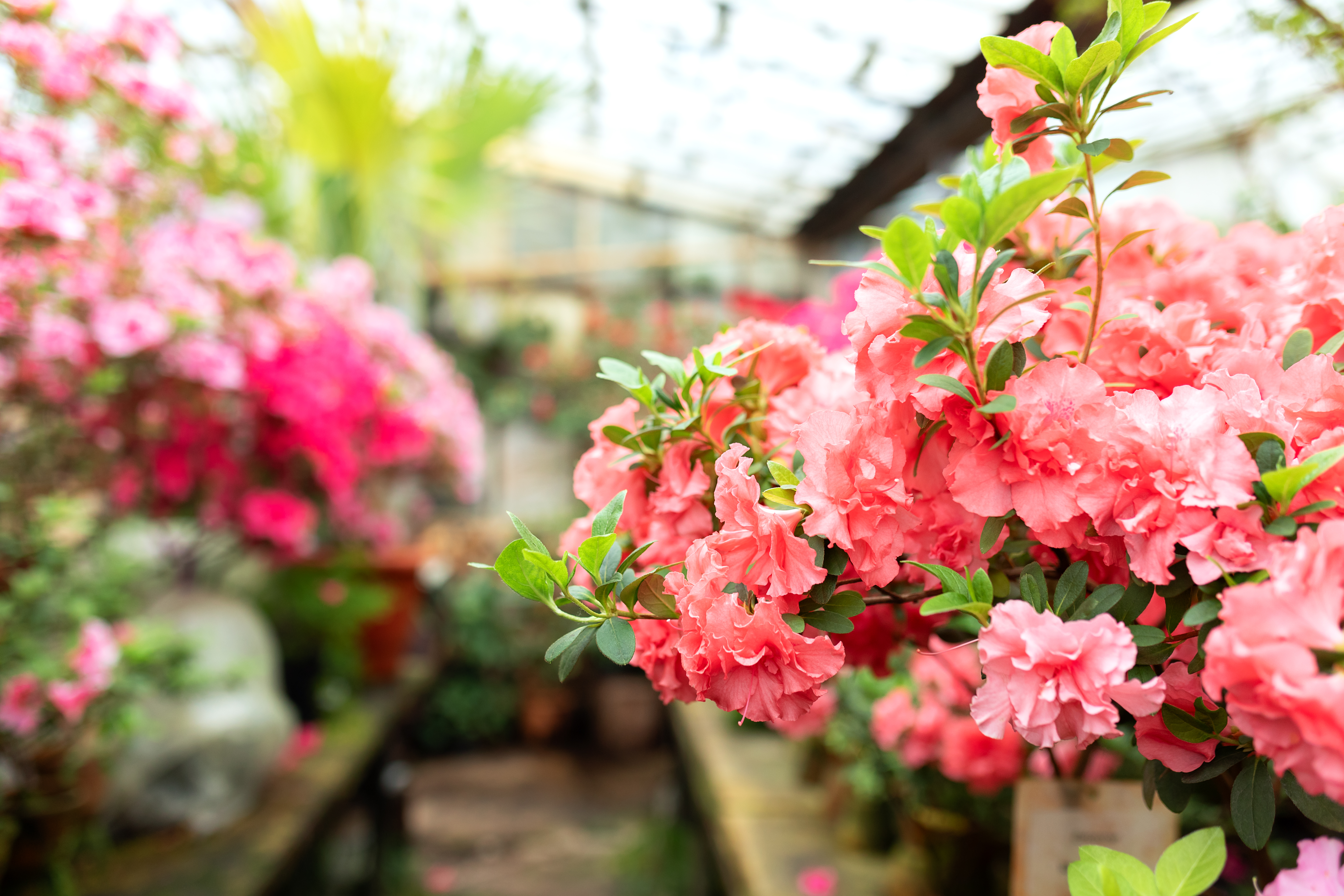 Toxic Plants for Pets Commonly Found in the Pacific Northwest