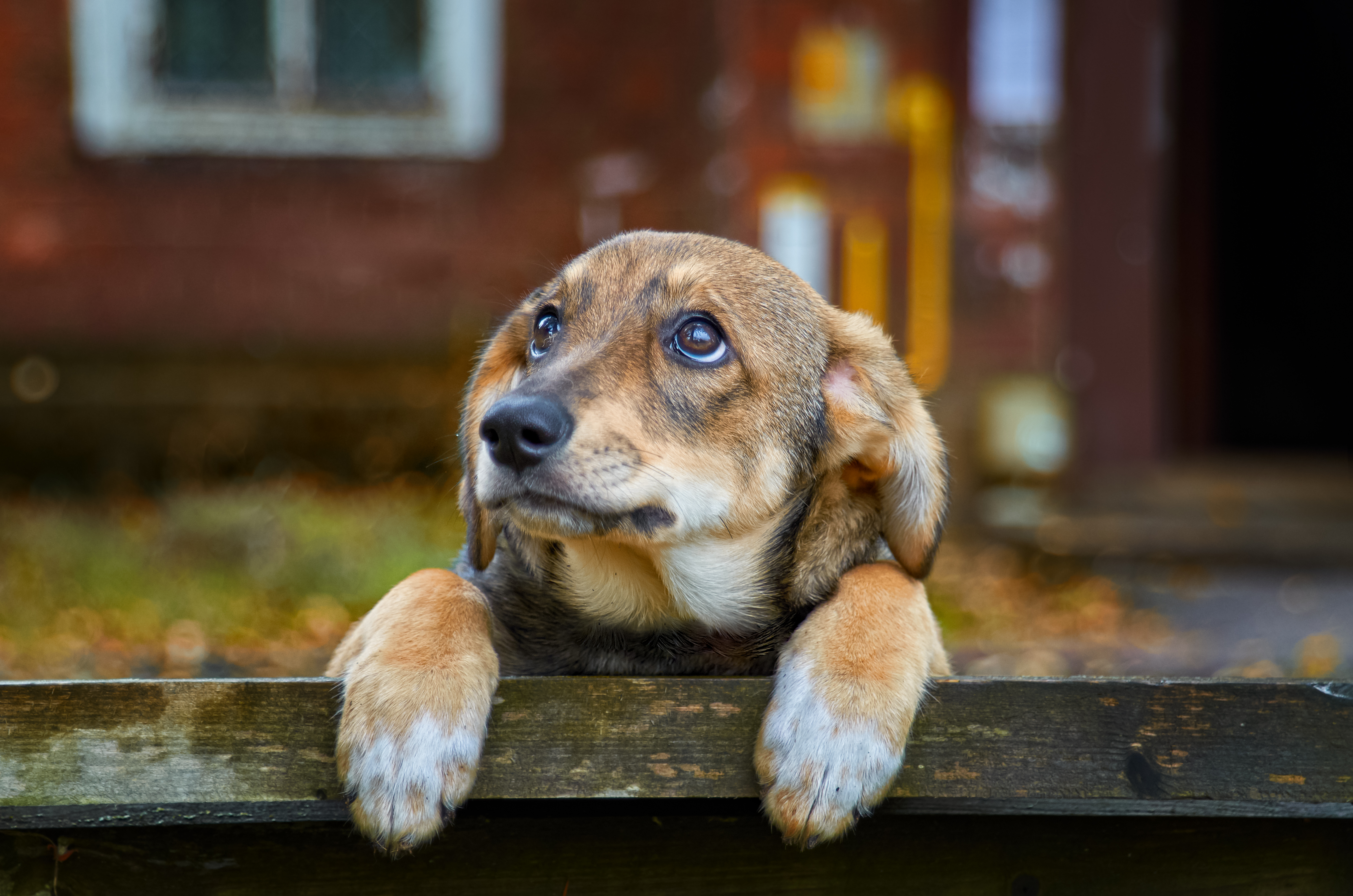 Separation Anxiety in Dogs: Tricks That Actually Calm Them Down