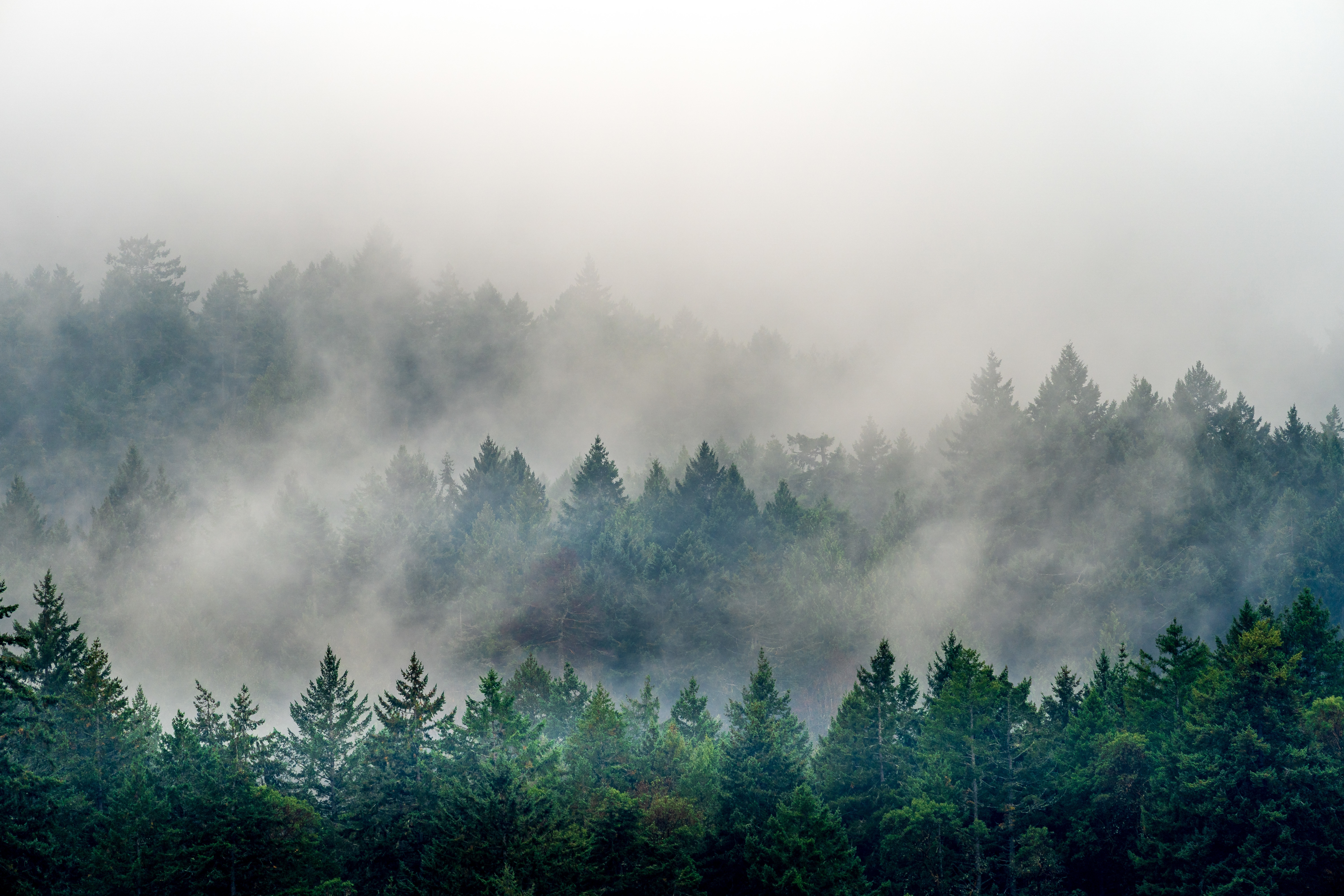 Smoke Season & Pets: How Wildfire Smoke Affects Dogs and Cats