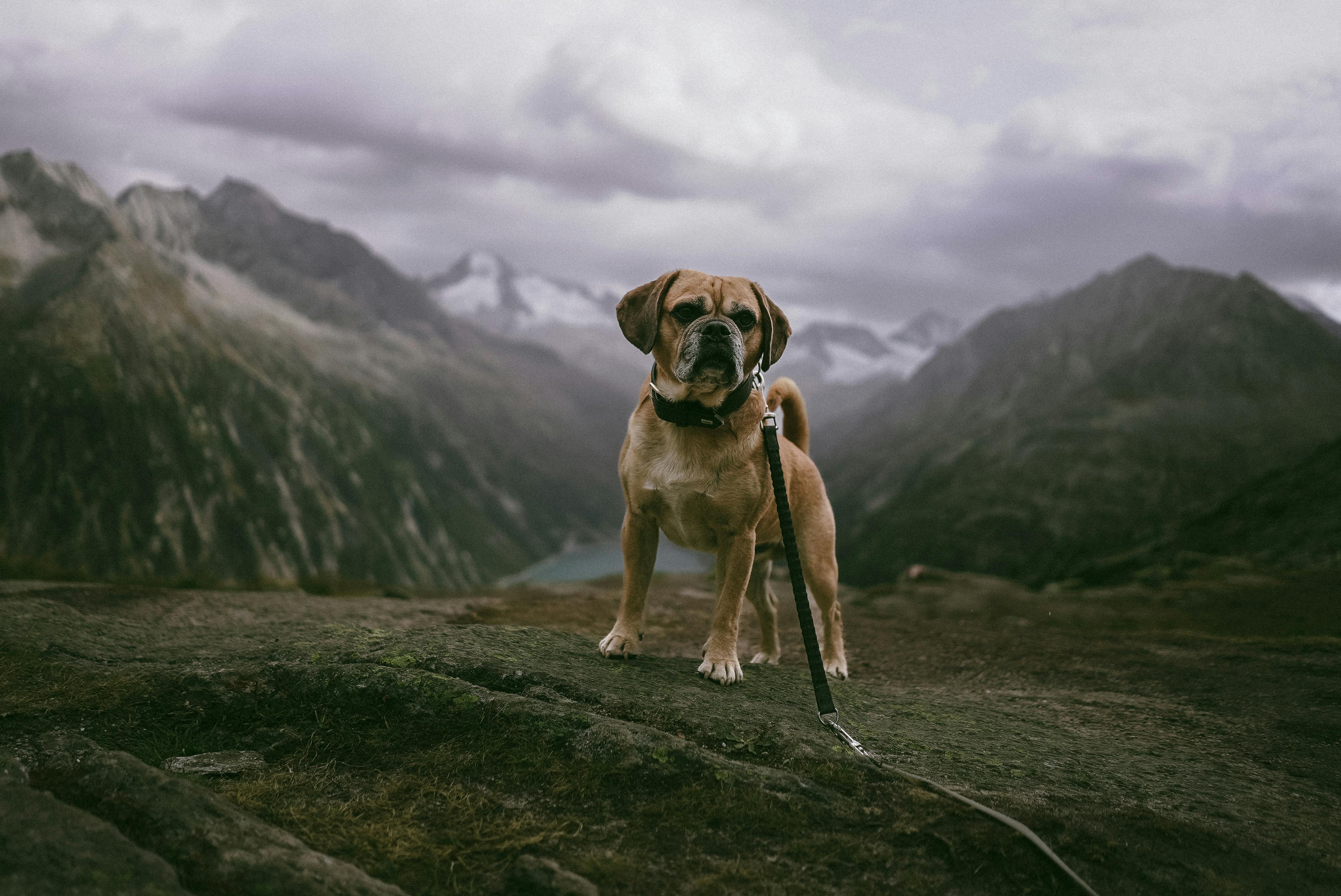 Hospice care for pets