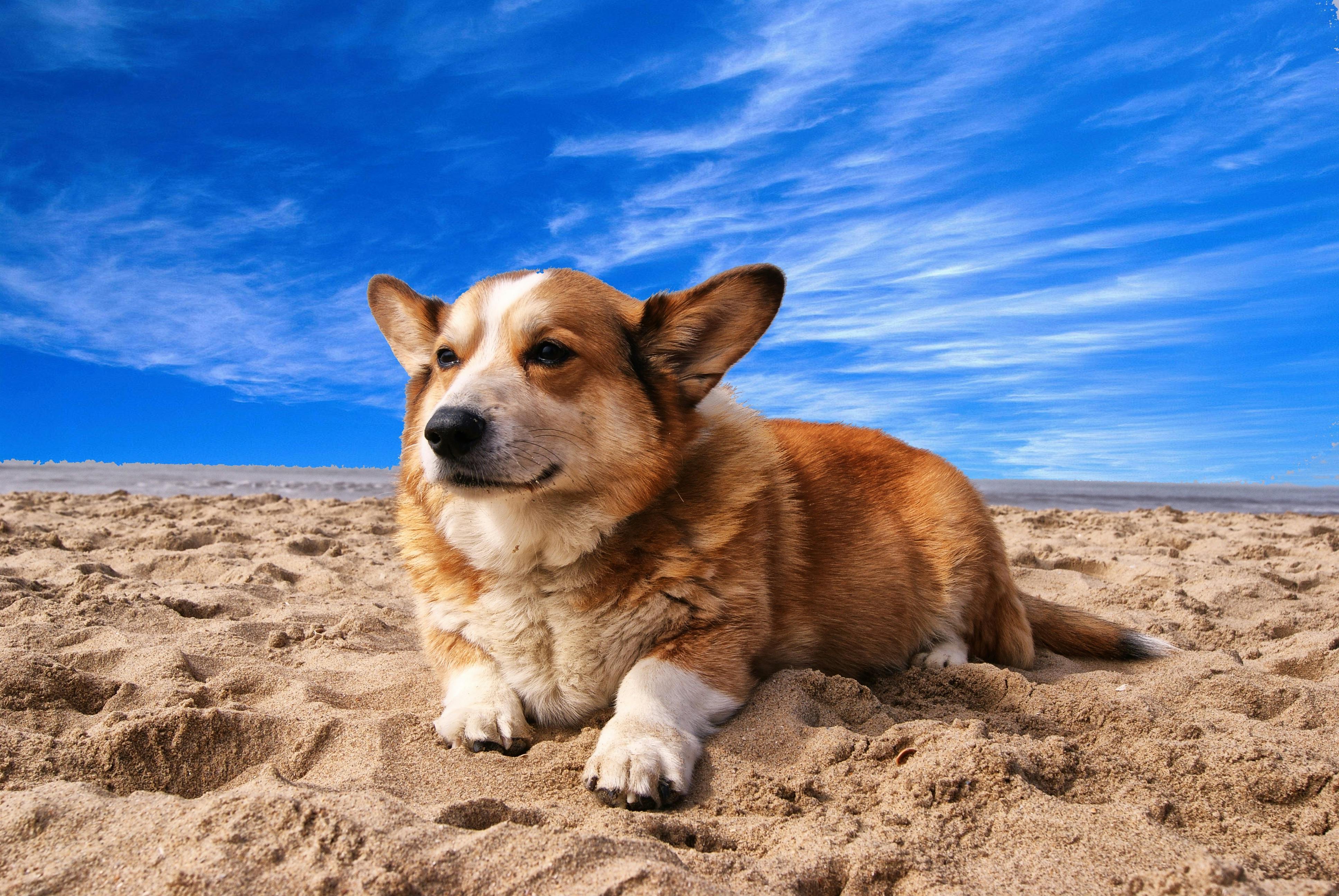 Senior dog