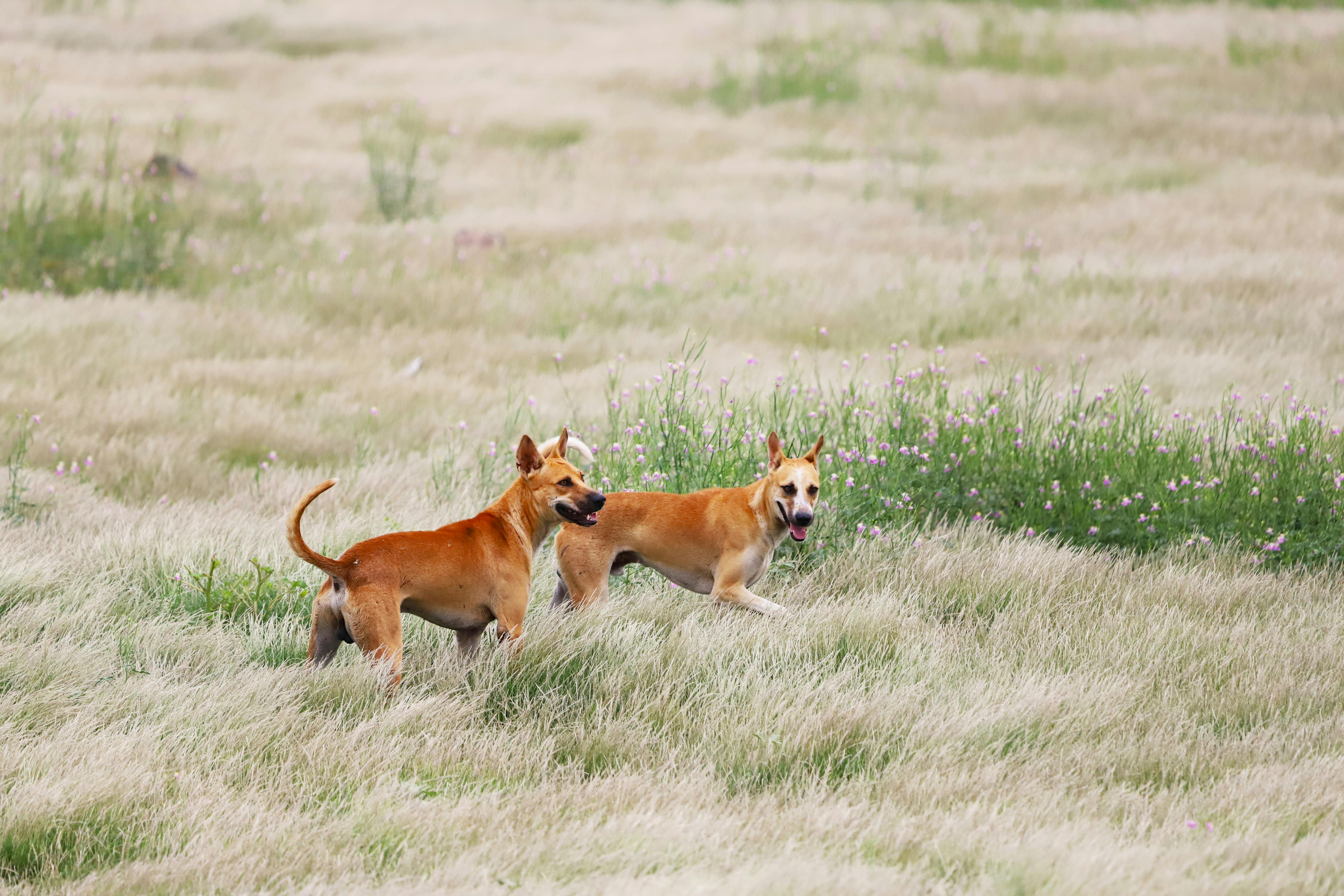 Dog running happily
