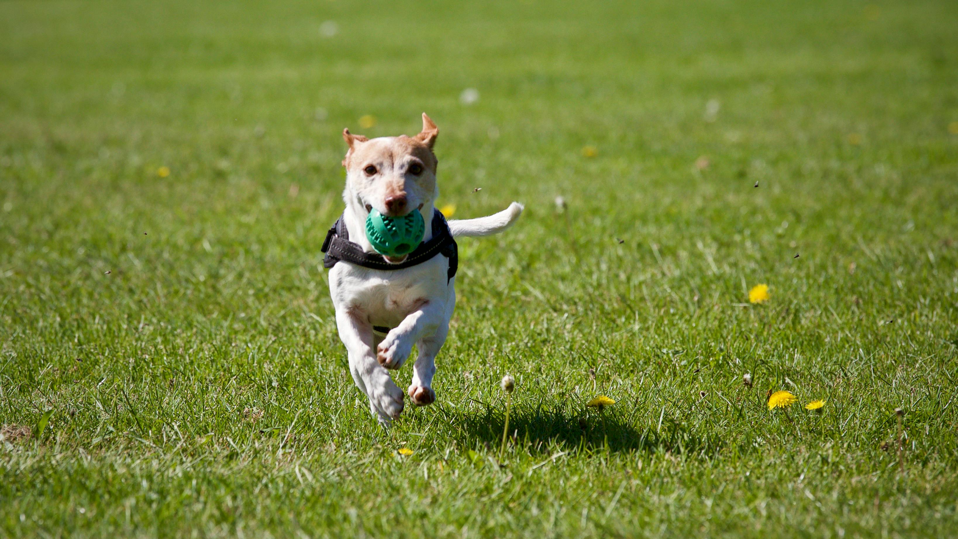 Nutritional Therapy for Pets in Kirkland, WA