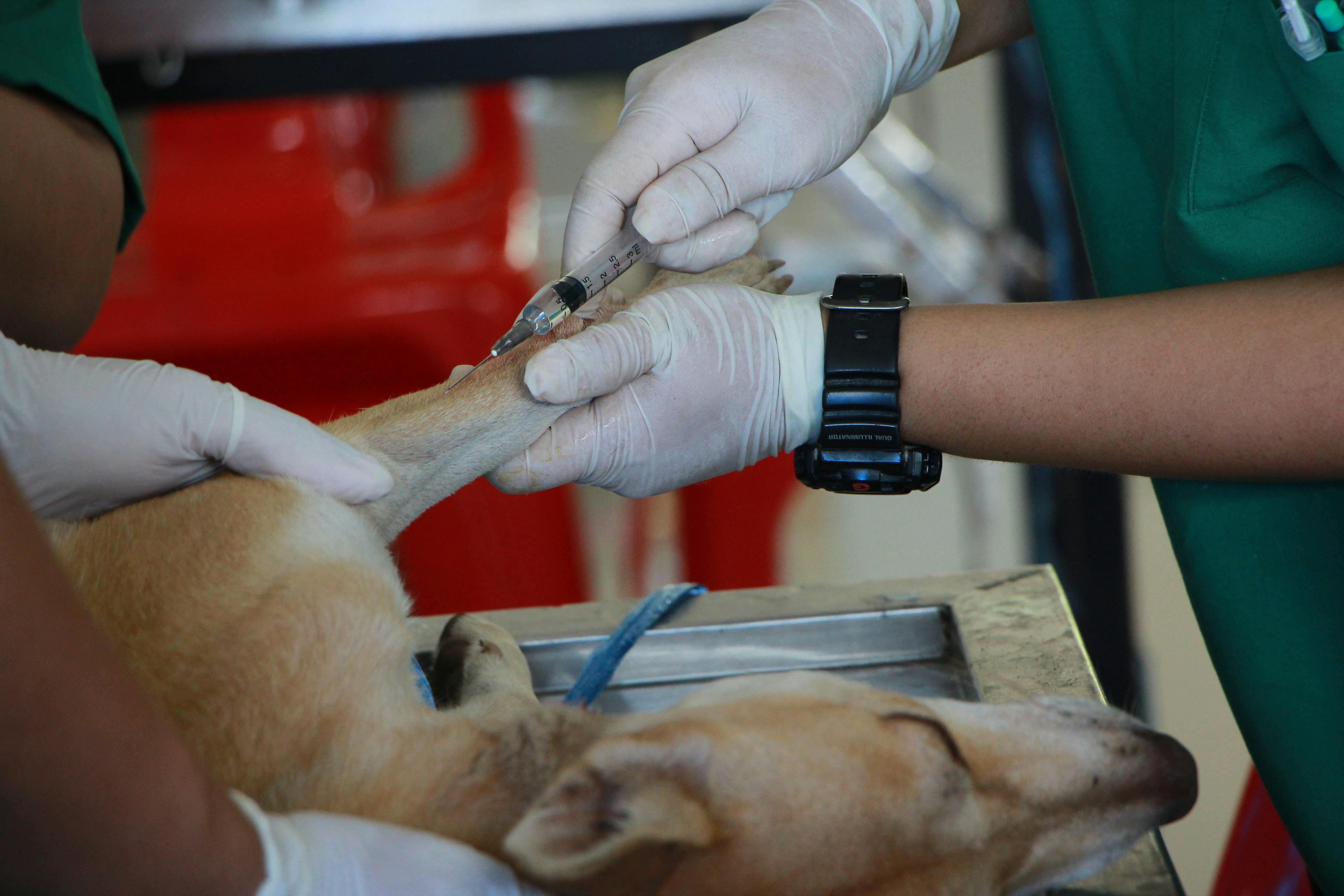 Dental exam for a happy dog