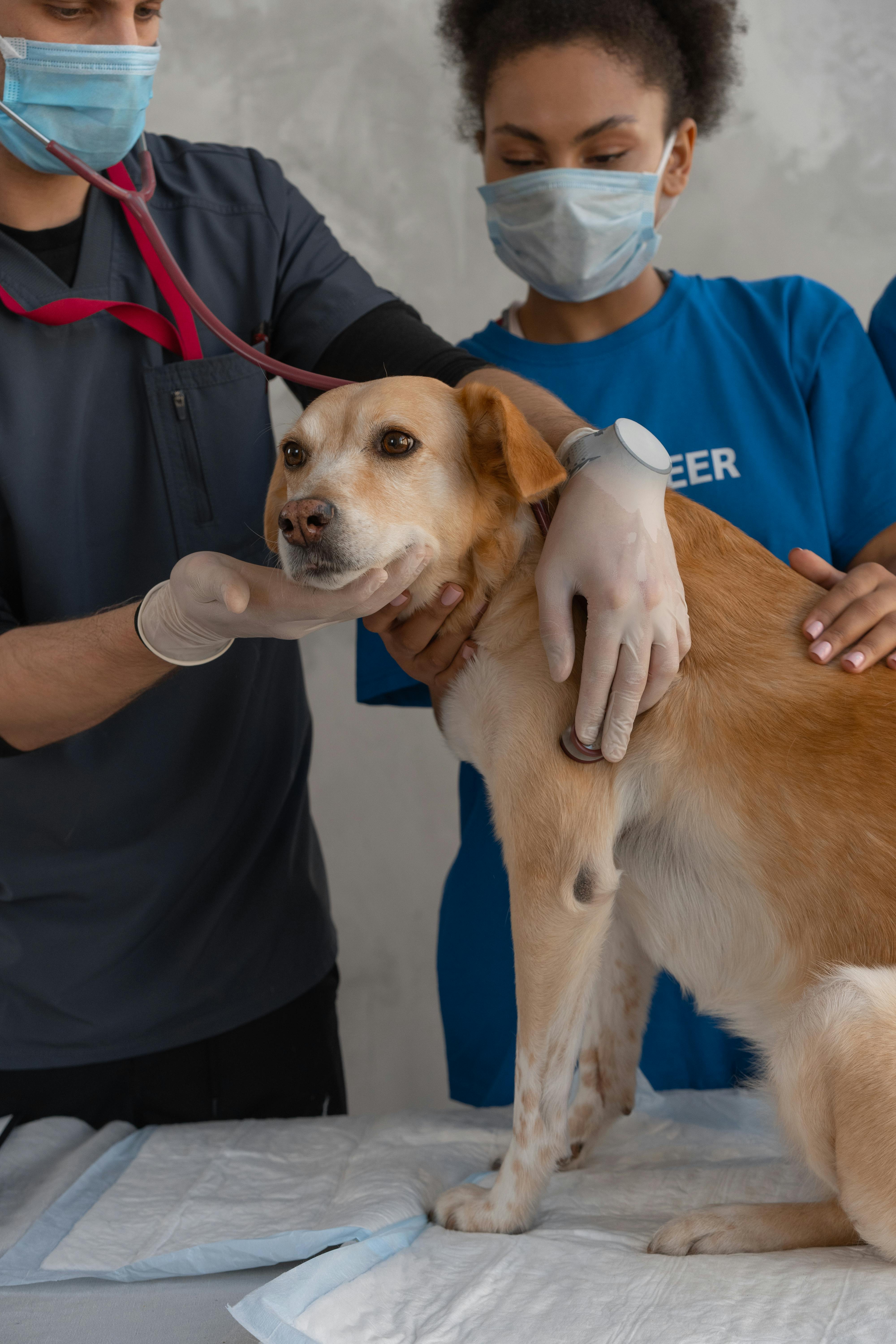 Veterinarian providing emergency care