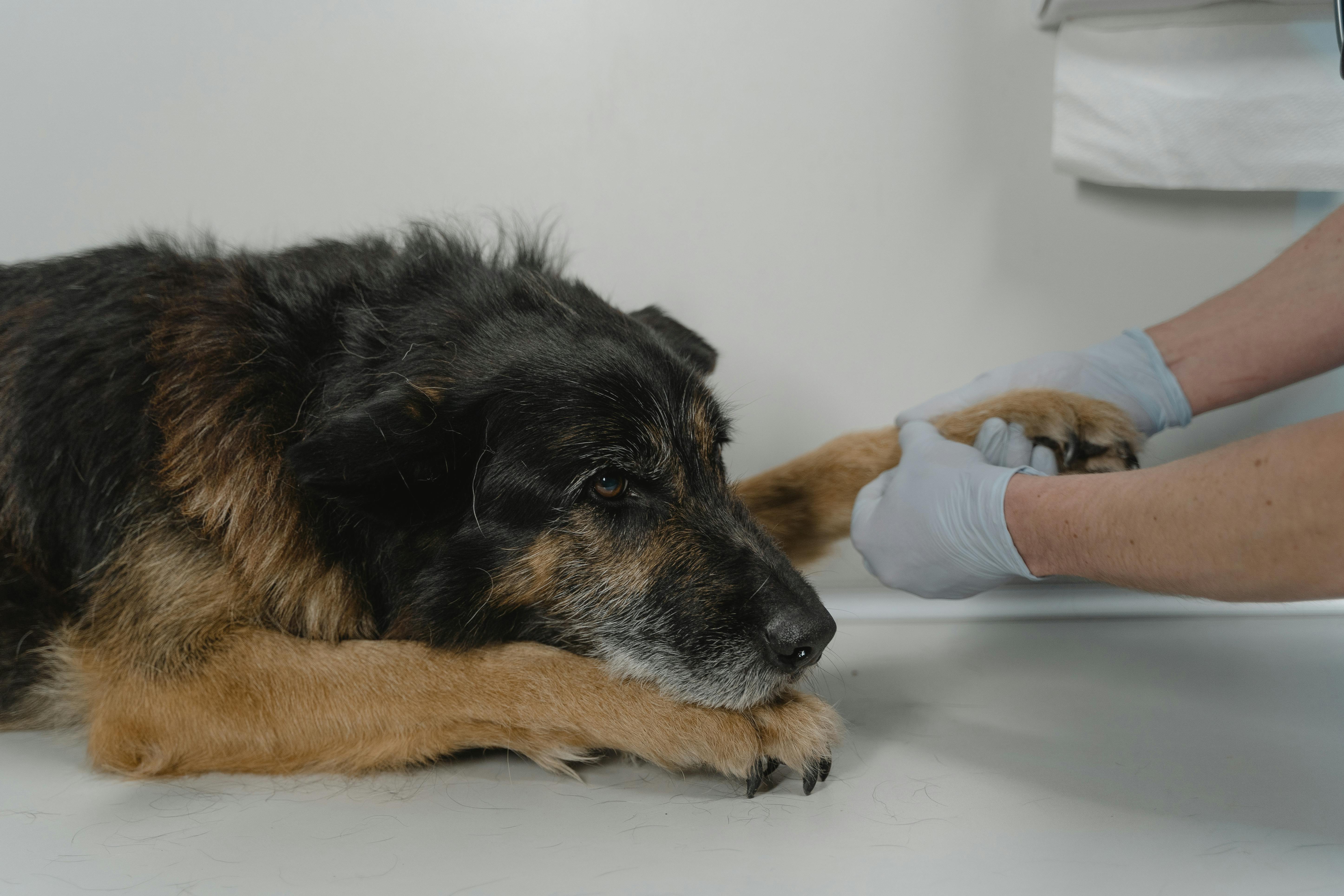 Veterinarian examining a dog