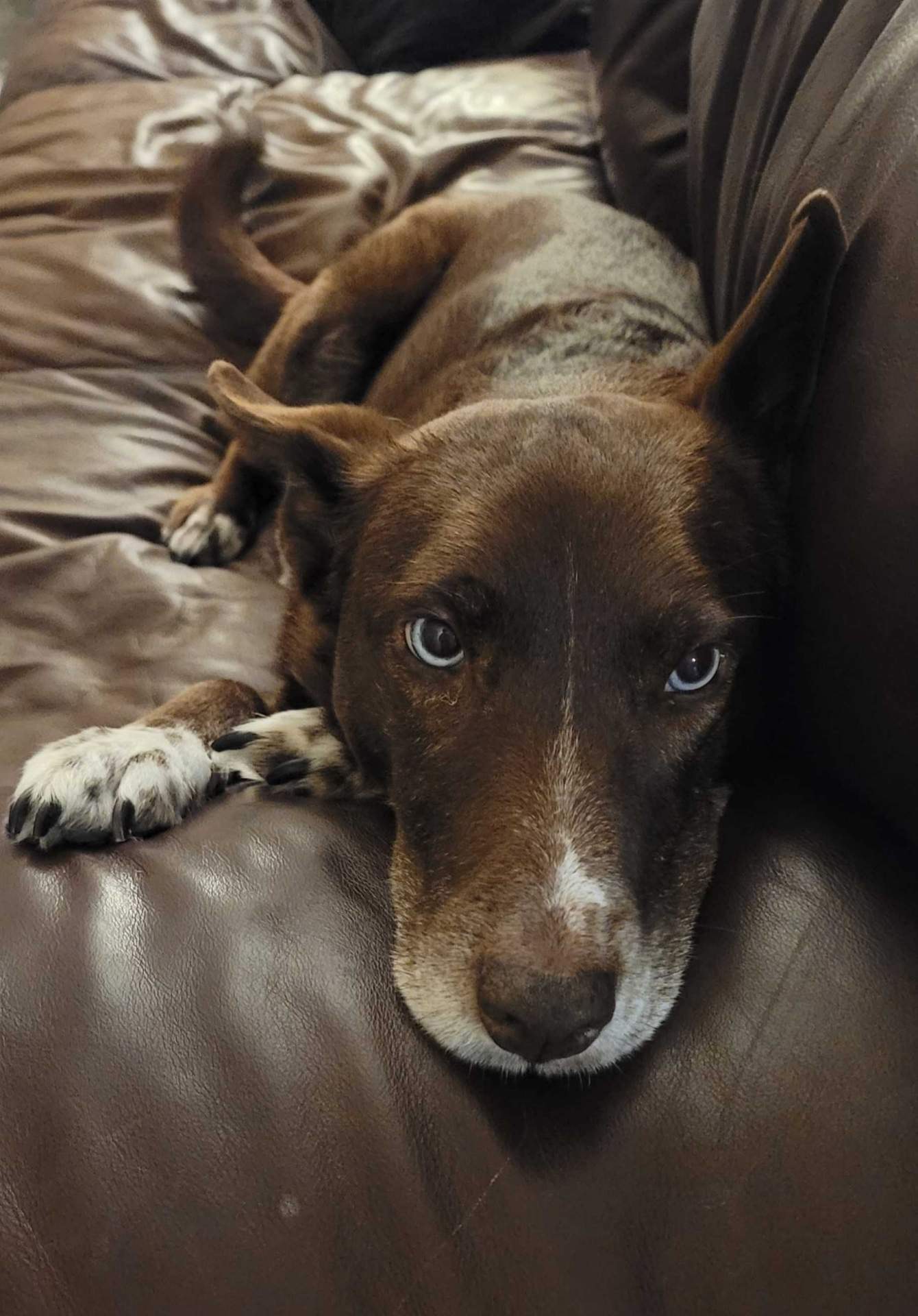Dr. Rachel Martins with her dog