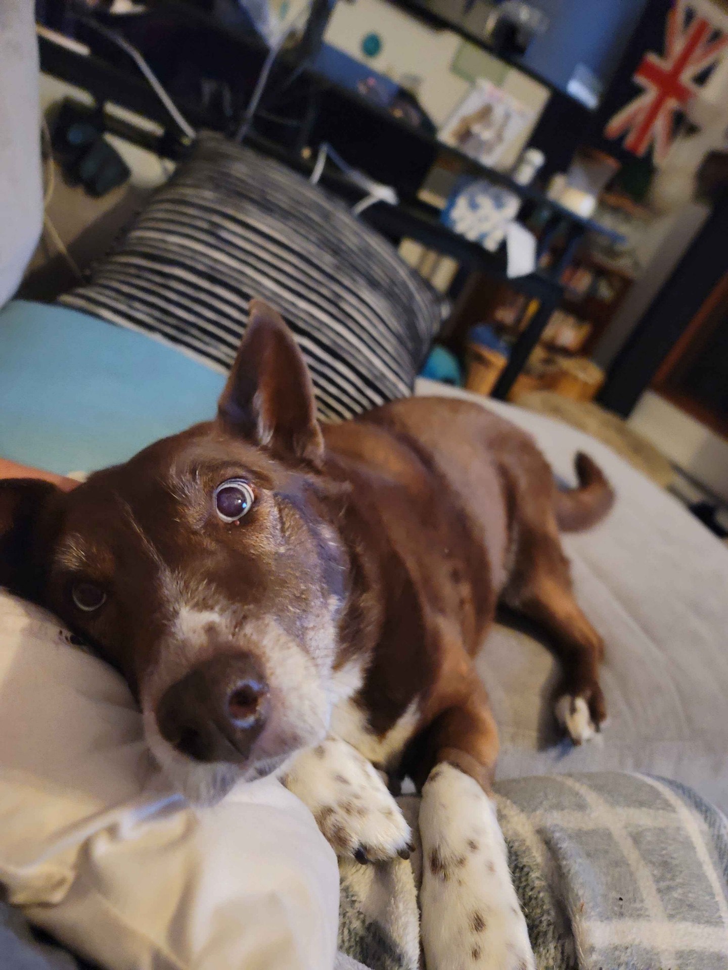 Dr. Martins' dog being playful