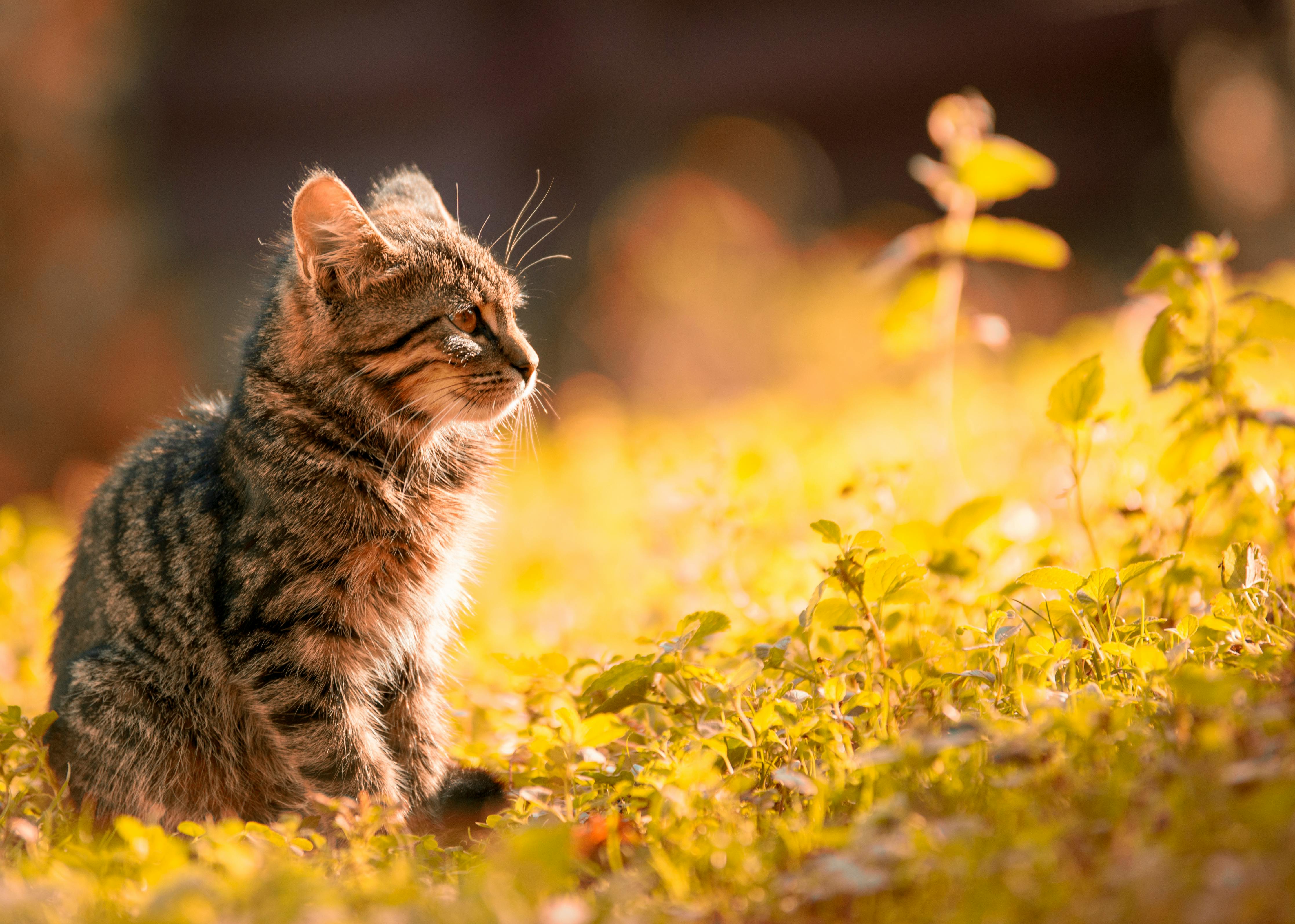 Your Kitten's First Year: A Complete Care Guide