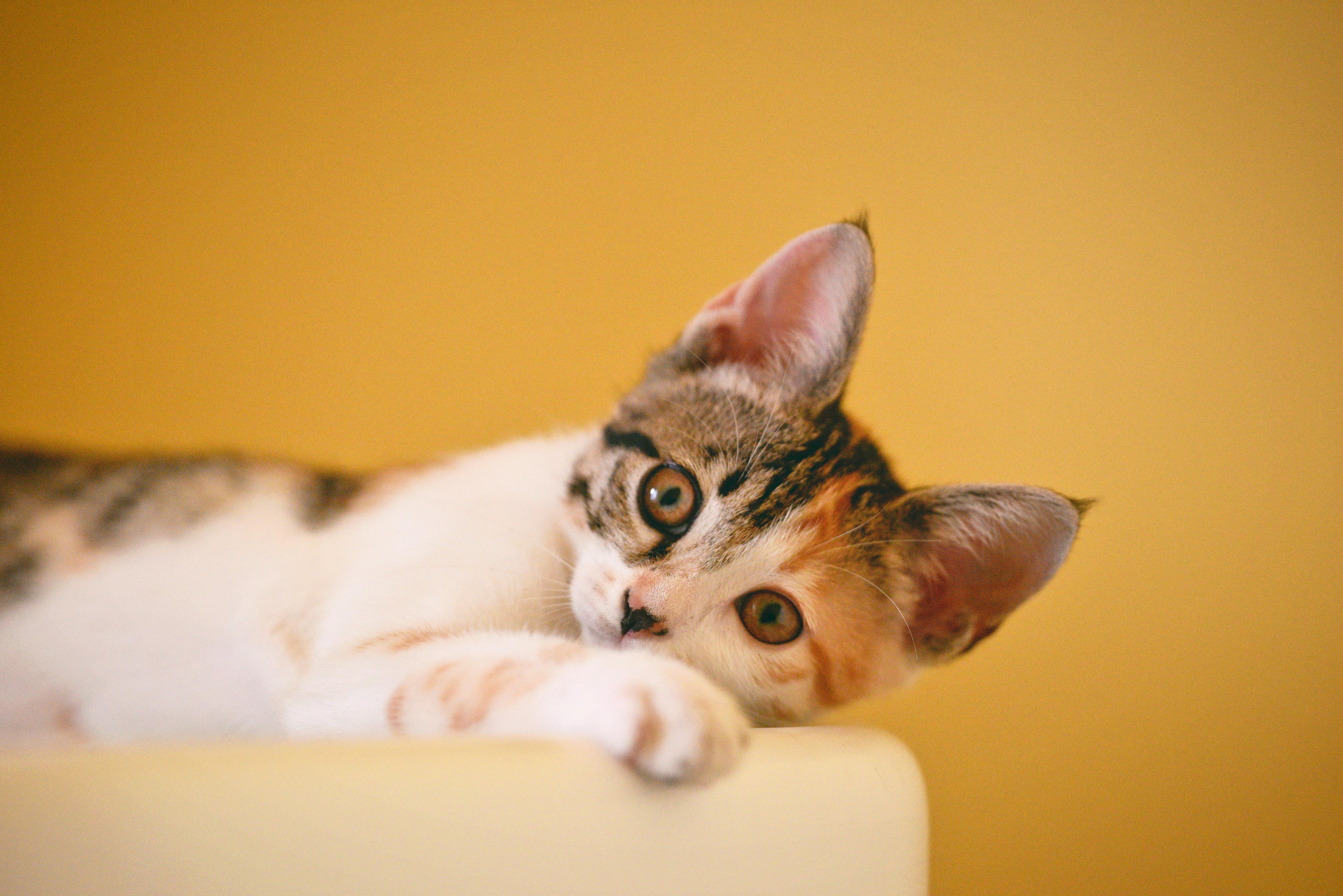 Cute kitten resting