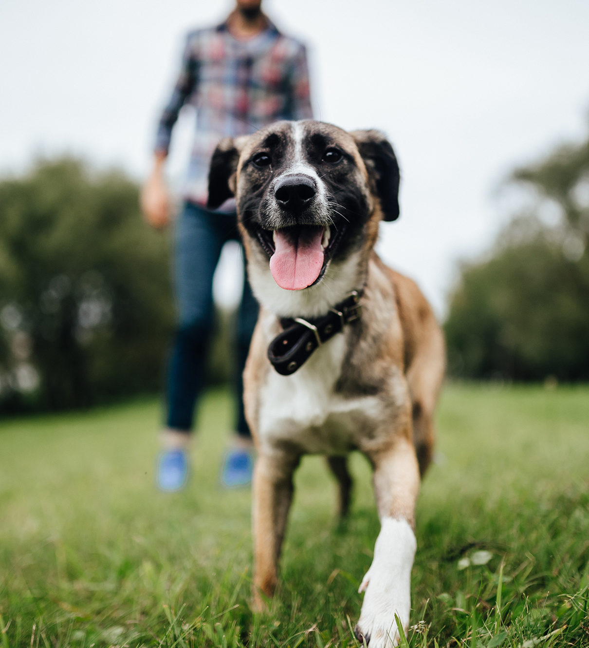 Happy dog with veterinarian in outdoor setting